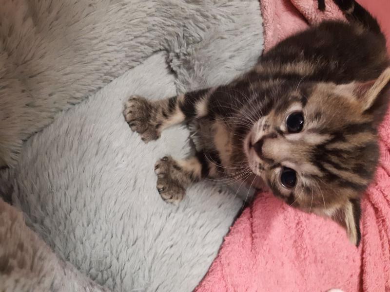 Now Reserved - Male Maine Coon Text ‪(323) 451-9584‬ for more info Image eClassifieds4u