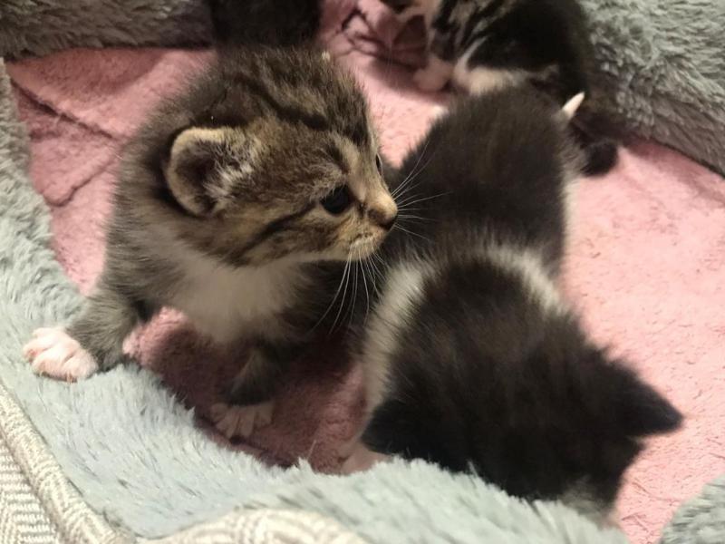 Now Reserved - Male Maine Coon Text ‪(323) 451-9584‬ for more info Image eClassifieds4u