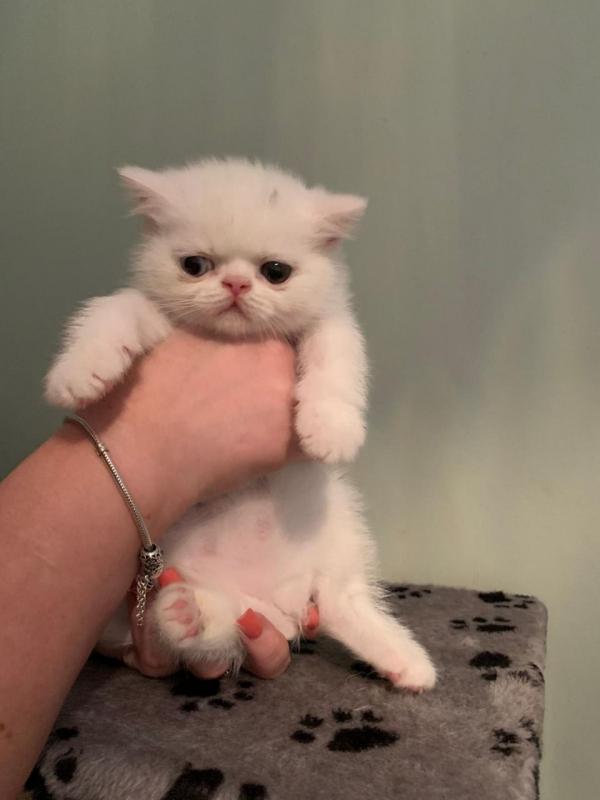 Persian Kittens Text ‪(323) 451-9584‬ for more info and new p Image eClassifieds4u