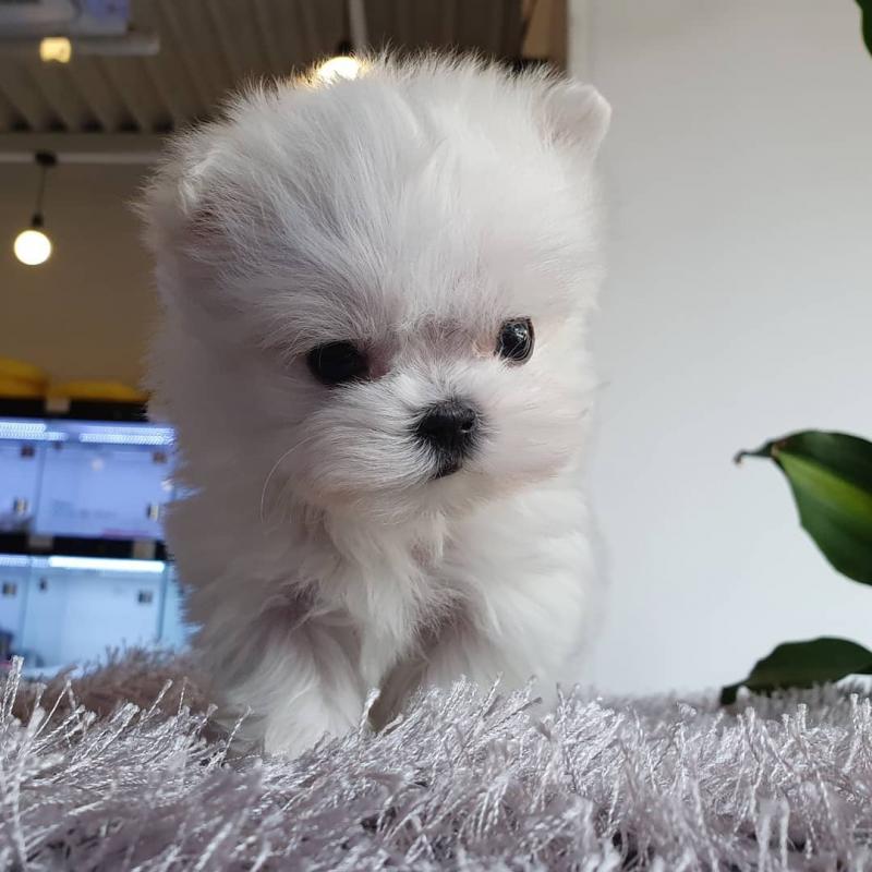 Pomeranian puppies available in good health condition for new homes Image eClassifieds4u