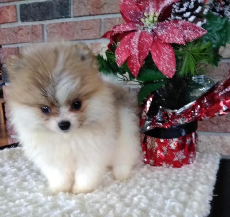 Pomeranian puppies contact info@bestpuppiesforhomes.org Image eClassifieds4u