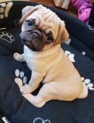 Pug Puppies for Sale email us at info@bestpuppiesforhomes.org Image eClassifieds4u