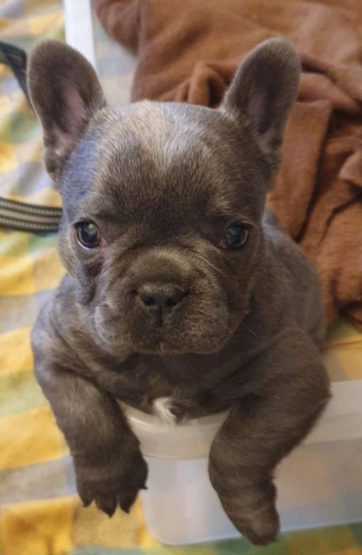 Puppies. Girls and Boys French Bulldog Text ‪(323) 451-9584‬ for more info Image eClassifieds4u