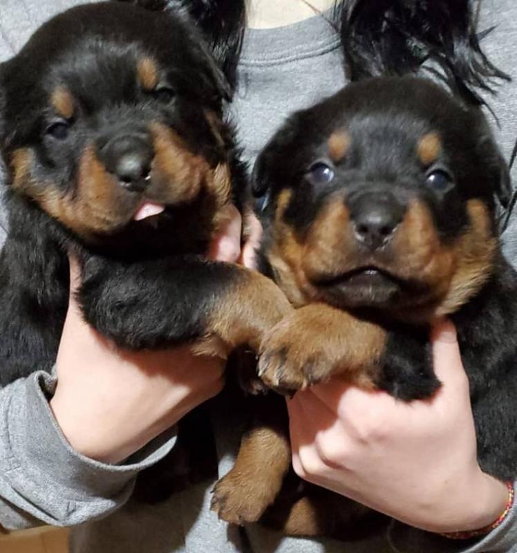 Rottweiler puppies, male and female for adoption Image eClassifieds4u