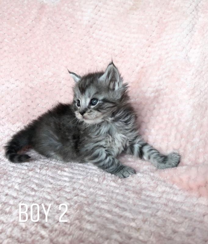 Siberian Maine Coon Kittens -Beautiful Crystal Text ‪(323) 451-9584‬ for more info Image eClassifieds4u