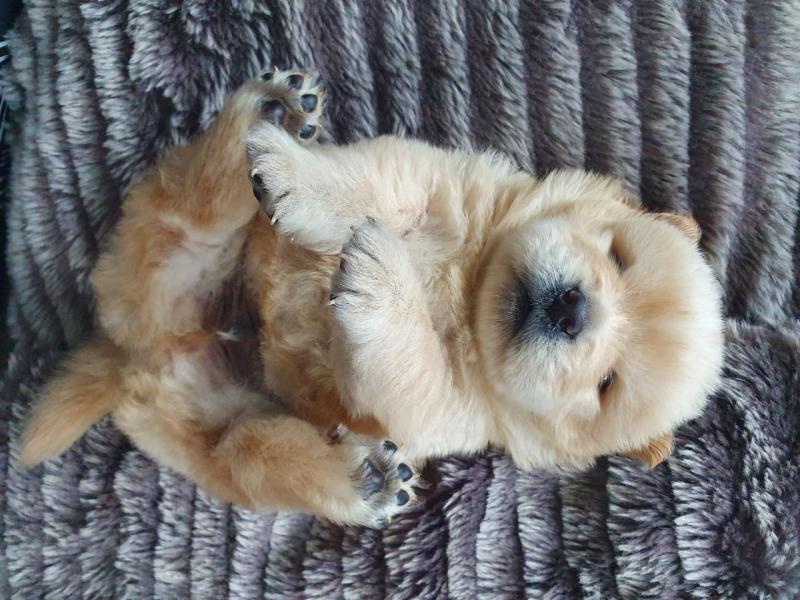 Stunning Chow Chow Puppies Text ‪(323) 451-9584‬ for more info Image eClassifieds4u