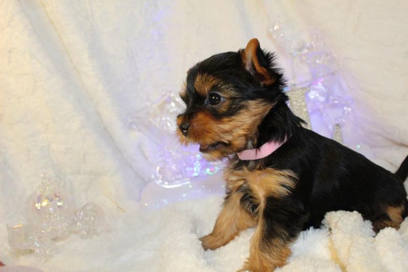 Stunning Cute Yorkshire Terrier Text ‪(323) 451-9584‬ for more info and new p Image eClassifieds4u