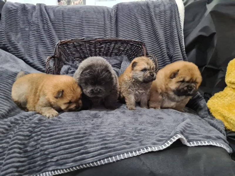 Stunning Litter Of Chow Chow Puppies Text ‪(323) 451-9584‬ for more info Image eClassifieds4u
