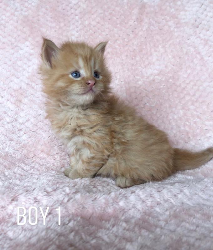 Tica Reg. Maine Coon Kittens For Sale Text ‪(323) 451-9584‬ for more info Image eClassifieds4u