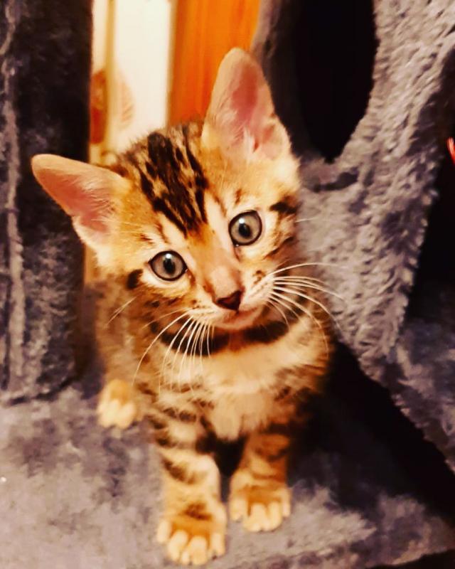 Waiting List Open- Tica Championship Bengal Kittens Text ‪(323) 451-9584‬ for more info Image eClassifieds4u