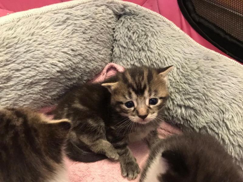 Wanted Only Not Selling! Maine Coon Kitten Text ‪(323) 451-9584‬ for more info Image eClassifieds4u