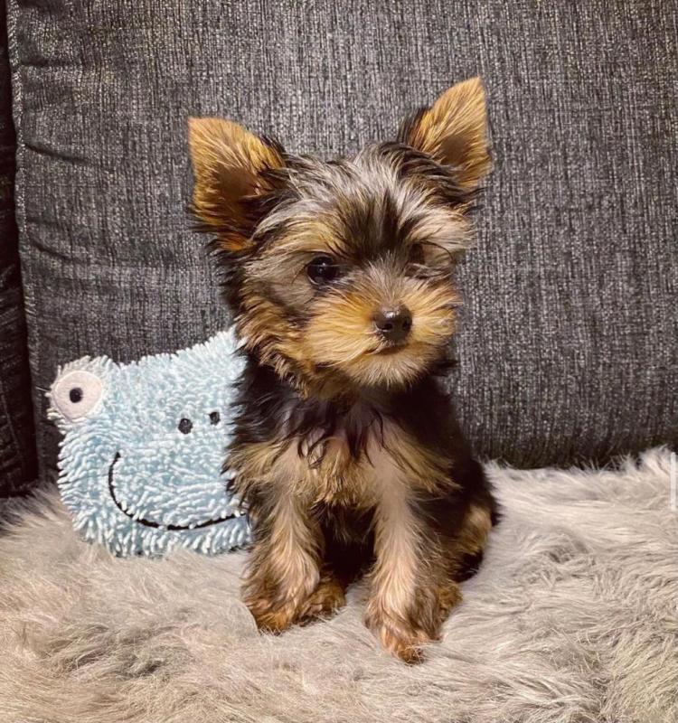 Yorkie puppies for good re homing to interested homes. Image eClassifieds4u