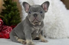 AKC French Bulldog Puppies ready email us at info@bestpuppiesforhomes.org