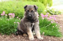 Beautiful German Shepherd puppies.(587) 779-6996 email us at info@bestpuppiesforhomes.org