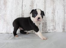 Boston Terrier puppies ready to go email info@bestpuppiesforhomes.org