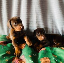 Doberman puppies email us at info@bestpuppiesforhomes.org