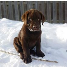 Healthy Labrador puppies available now for adoption