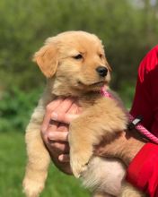 Joyful Golden Retriever puppies ready for rehoming