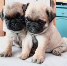 Joyful Pug puppies ready for rehoming