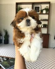 Joyful Shih Tzu puppies ready for rehoming