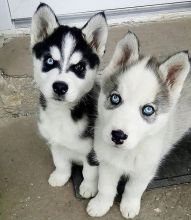 Lovely Siberian Husky puppies for re-homing now.