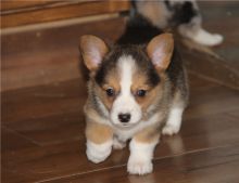 Pembroke Welsh Corgi Puppies ready email us at info@bestpuppiesforhomes.org ..