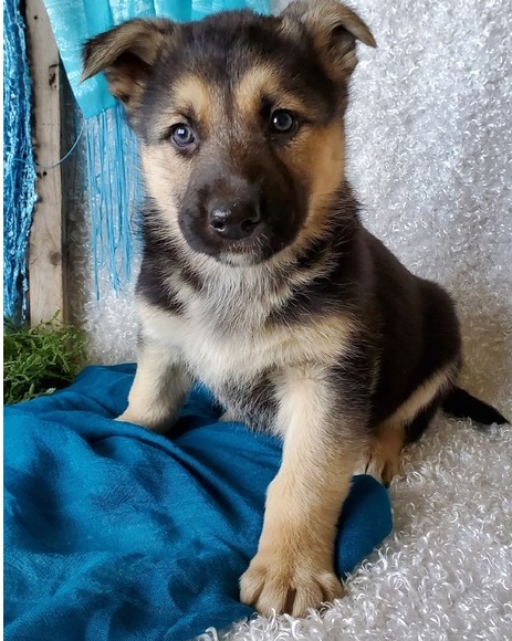 Beautiful German Shepherd puppies.(587) 779-6996 Image eClassifieds4u