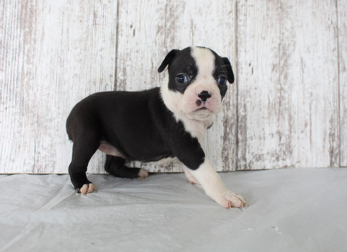 Boston Terrier puppies ready to go email info@bestpuppiesforhomes.org Image eClassifieds4u