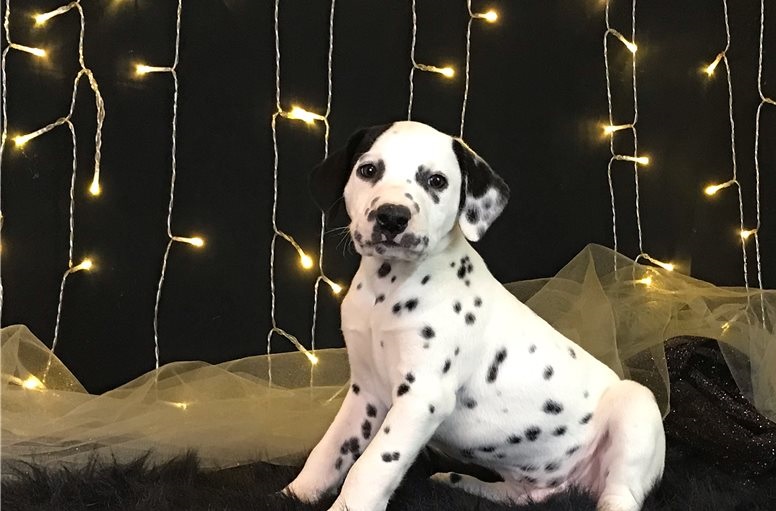 dalmatian puppies ready email us at info@bestpuppiesforhomes.org Image eClassifieds4u