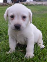 Labrador Puppies ready email us at info@bestpuppiesforhomes org Image eClassifieds4U
