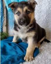 Beautiful German Shepherd puppies.(587) 779-6996 Image eClassifieds4U