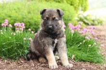 Beautiful German Shepherd puppies.(587) 779-6996 email us at info@bestpuppiesforhomes.org Image eClassifieds4U