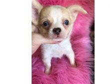 Chihuahua's puppies ready email us at info@bestpuppiesforhomes.org Image eClassifieds4U