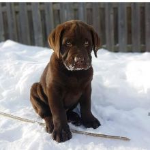 Joyful Labrador puppies ready for rehoming Image eClassifieds4U