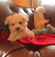 Maltese puppies ready email us at info@bestpuppiesforhomes.org Image eClassifieds4U