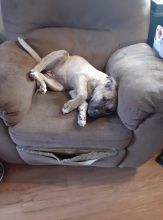 Selling a 4 month old pup Image eClassifieds4u 1