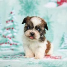 shih tzu puppies ready email us at info@bestpuppiesforhomes.org Image eClassifieds4U