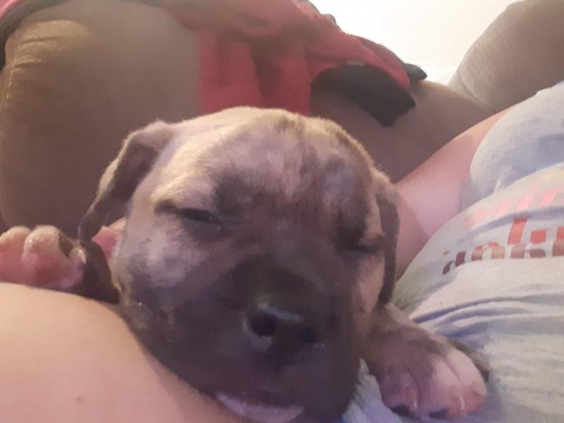 Selling a 4 month old pup Image eClassifieds4u