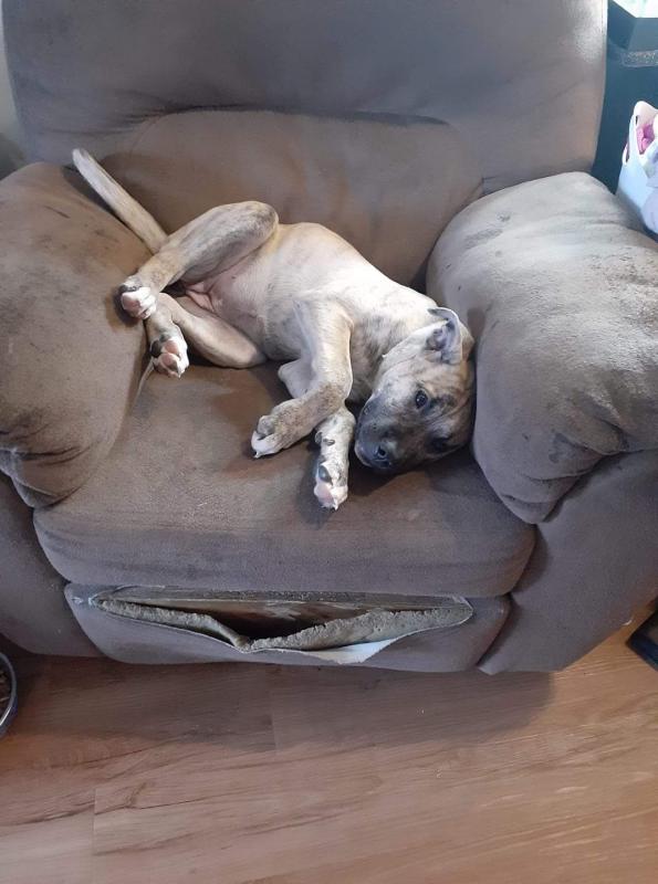 Selling a 4 month old pup Image eClassifieds4u