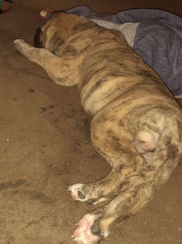 Selling a 4 month old pup Image eClassifieds4u