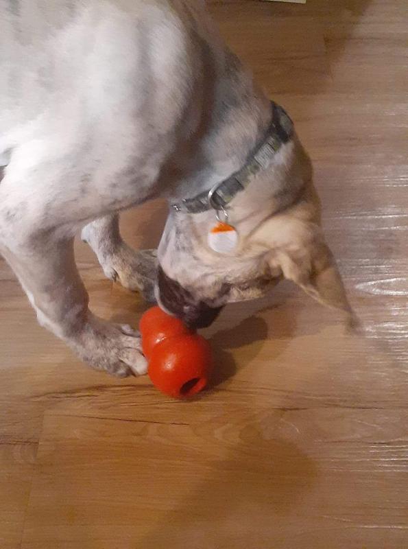 Selling a 4 month old pup Image eClassifieds4u