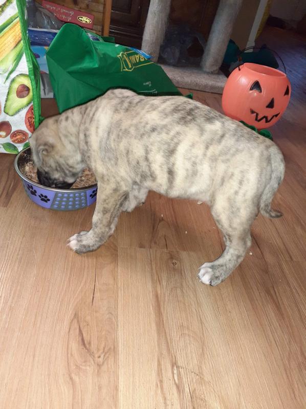 Selling a 4 month old pup Image eClassifieds4u