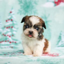 shih tzu puppies ready email us at info@bestpuppiesforhomes.org Image eClassifieds4u