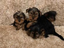 4 Yorkshire Terrier Puppies For Sale Text us at 908) 516-8653‬