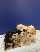 5 Beautiful Morkie Puppies For Sale Text us at 908) 516-8653‬