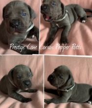 Blue Cane Corso Puppies For Sale Text us at 908) 516-8653‬