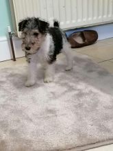 Fox Terrier Girl Puppy For Sale Text us at 908) 516-8653‬