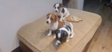 Jack Russell Puppies For Sale Text us at 908) 516-8653‬