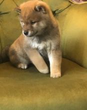 Japanese Shiba Inu Puppies Ready For Sale Text us at 908) 516-8653‬