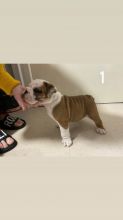 Kc English Bulldog Puppies Only 1boy and 1Girl Available Text us at 908) 516-8653‬